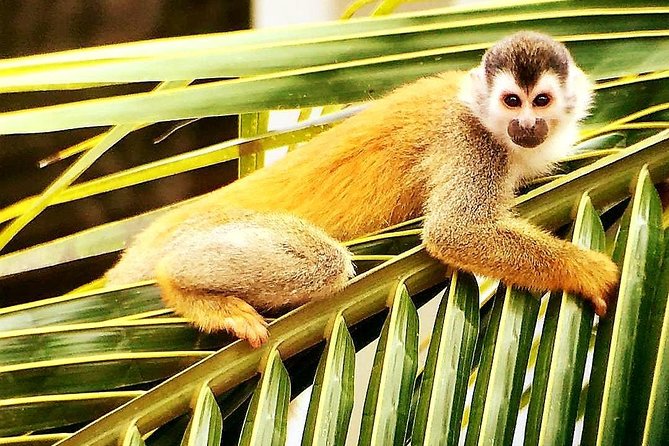 Manuel Antonio National Park Tour From Uvita - Reviews and Ratings