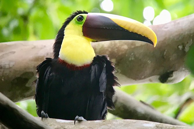 Manuel Antonio National Park Wildlife Tour - Customer Feedback and Recommendations