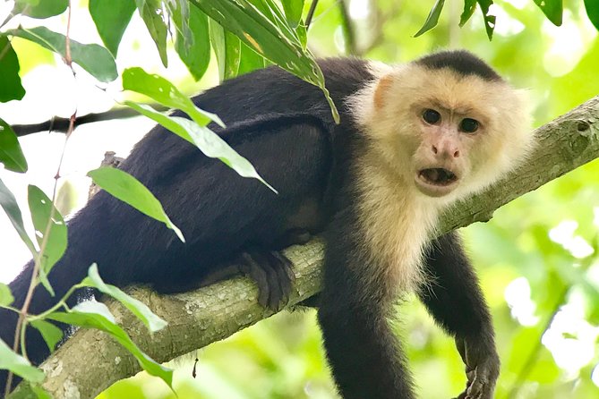 Manuel Antonio National Park Wildlife Tour - Cancellation and Booking Information