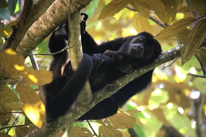 Manuel Antonio Park Private Nature Guided Tour Experience - Inclusions and Logistics