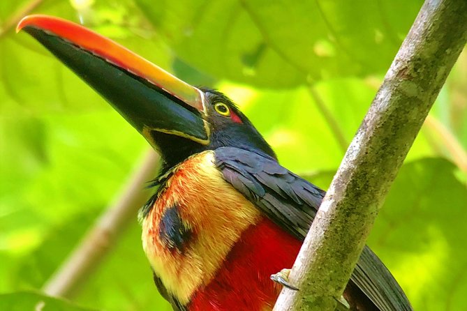 Manuel Antonio Park Tour and Its Amazing Wildlife and Beaches - Park Hours and Tickets