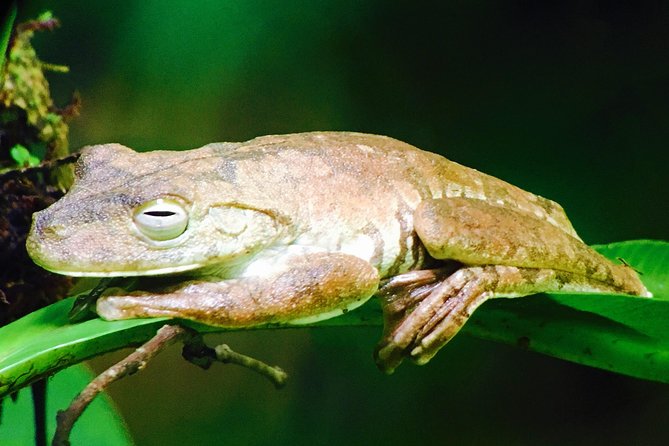 Manuel Antonio Park Tour and Its Amazing Wildlife and Beaches - Parking and Transportation