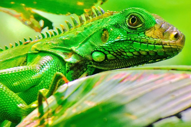 Manuel Antonio Park Tour and Its Amazing Wildlife and Beaches - Guide Expertise and Highlights