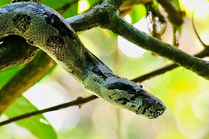 Manuel Antonio Park Tour and Its Amazing Wildlife and Beaches - Traveler Experiences and Feedback
