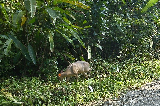Manuel Antonio & Quepos One Way Transfer to SJO Hotels - Airport up to 5 People. - Booking Options