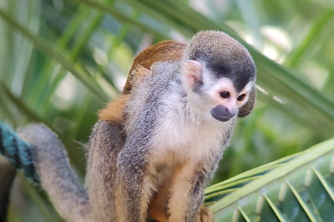 Manuel Antonio Rain Forest Park and Beach - Traveler Feedback