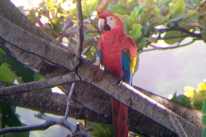 Manuel Antonio Rain Forest Park and Beach Tour - Included in the Tour
