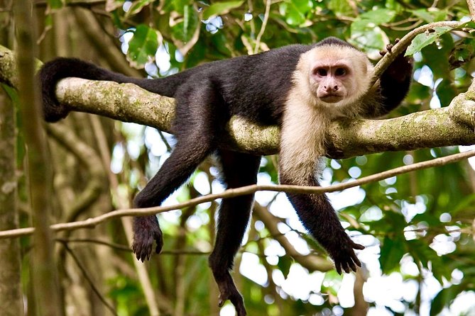 Manuel Antonio Rain Forest Park and Beach Tour - Traveler Feedback