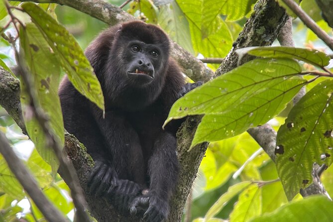 Manuel Antonio With Mauro / Tickets Not Included! - Tour Experience and Guide Quality
