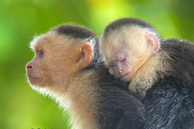 Manuel Antonio With Mauro / Tickets Not Included! - Ticket Considerations