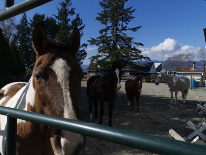 Maple Ridge: City Highlights Private Tour - Heritage Sites and River Waterfront
