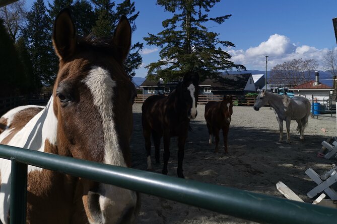 Maple Ridge Explorer Private Tour - Participant Requirements