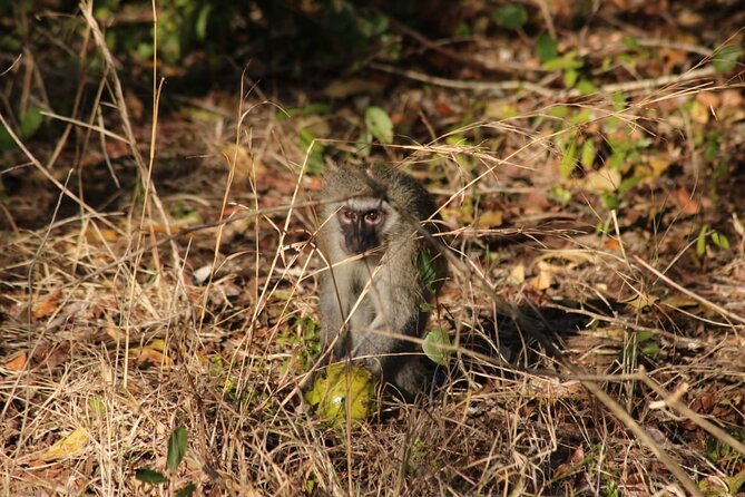 Maputo National Park (Maputo Special Reserve) Full-day Tour - Availability and Cancellation Policy