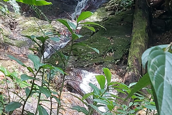 Maracas Waterfall Hike - Questions About Your Stay