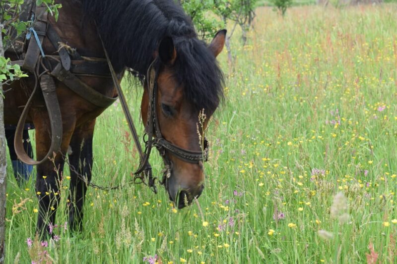 Maramures Day Tour (From Cluj-Napoca) - Customer Feedback