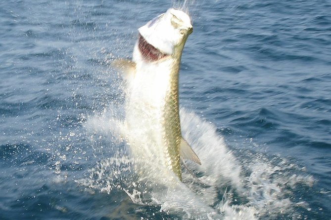 Marathon Tarpon Fishing Charter - What to Bring and Expect