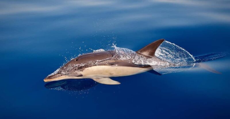 Marbella: Dolphin Watching Boat Tour - Key Points