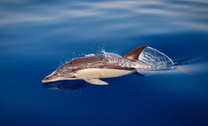 Marbella: Dolphin Watching Boat Tour - Experience Highlights