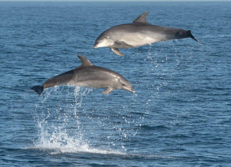 Marbella: Dolphin Watching Boat Tour - Departure and Duration