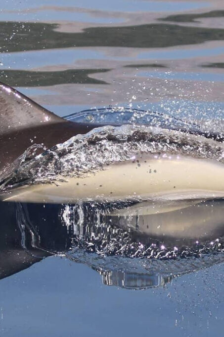 Marbella: Dolphin Watching Boat Tour - Refund and Payment Options