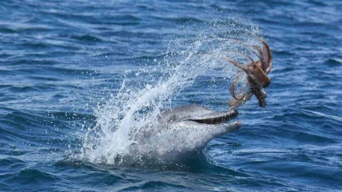 Marbella: Dolphin Watching Boat Tour - Frequently Asked Questions