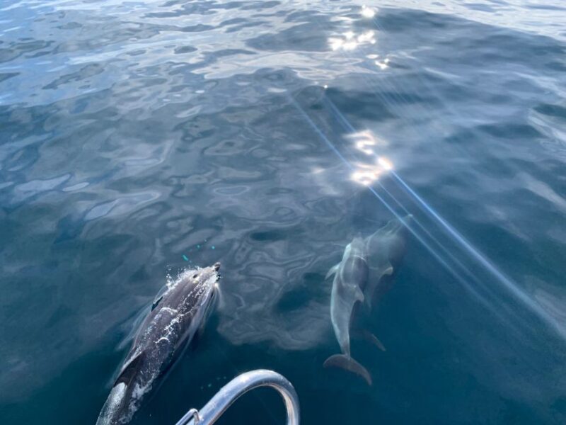 Marbella: Sailing & Dolphin Watching With Snacks and Drinks - Key Points