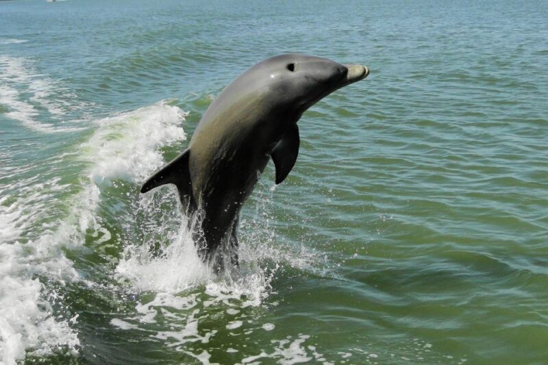 Marco Island: 10,000 Islands Beachcombing Tour by Boat - Customer Reviews