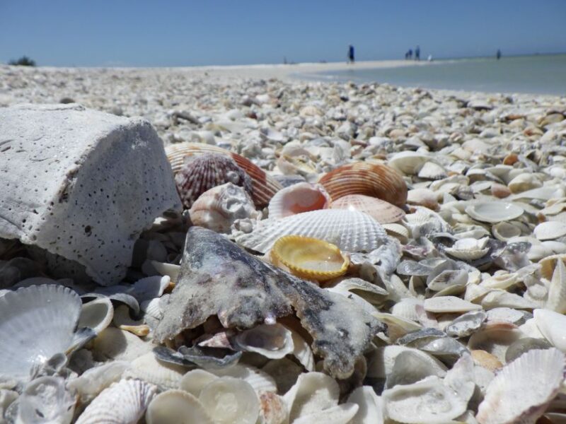 Marco Island: 1Ten Thousand Islands Dolphin & Shelling Tour - Dolphin Spotting