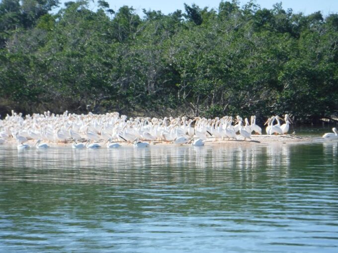 Marco Island: 1Ten Thousand Islands Dolphin & Shelling Tour - Dome Homes