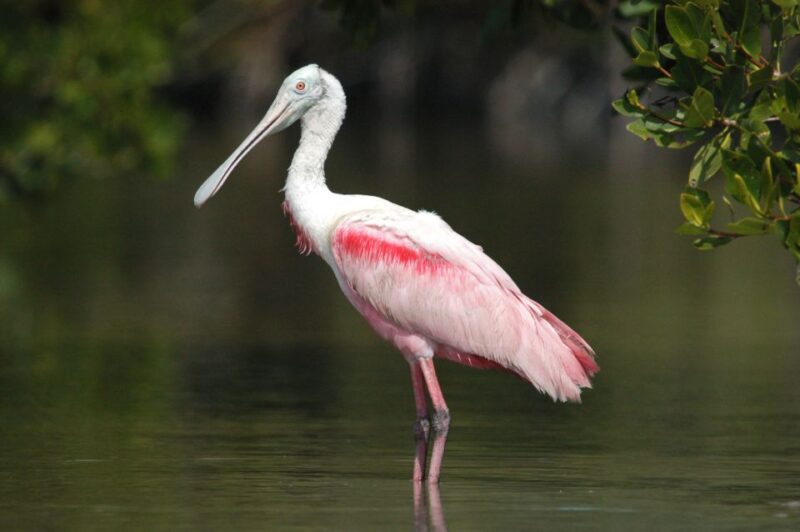 Marco Island: 2-Hour Dolphin, Birding, and Shelling Tour - Customer Reviews