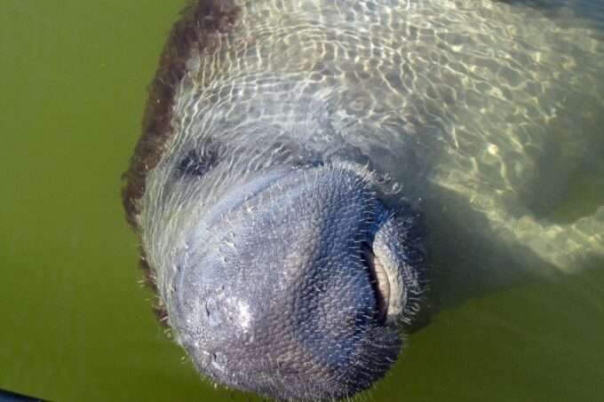 Marco Island: 2-Hour Dolphin, Birding, and Shelling Tour - Dolphin and Wildlife Encounters
