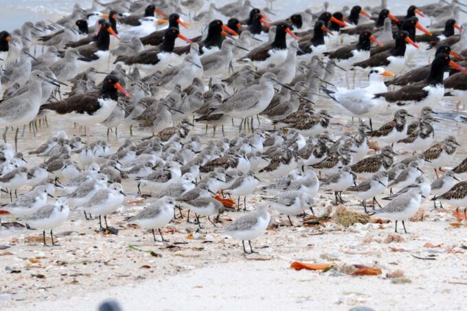 Marco Island: 2-Hour Dolphin, Birding, and Shelling Tour - Frequently Asked Questions