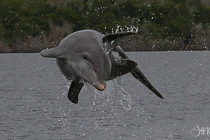 Marco Island: 2-Hour Dolphin, Birding, and Shelling Tour - Key Points