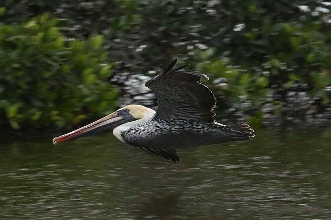 Marco Island: 2-Hour Dolphin, Birding, and Shelling Tour - A Closer Look at the Experience