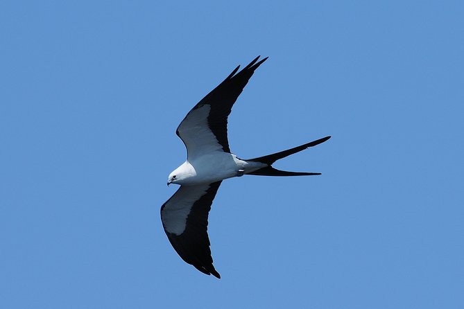 Marco Island 2 Hour Dolphin, Birding and Shelling Tour - Customer Reviews and Ratings
