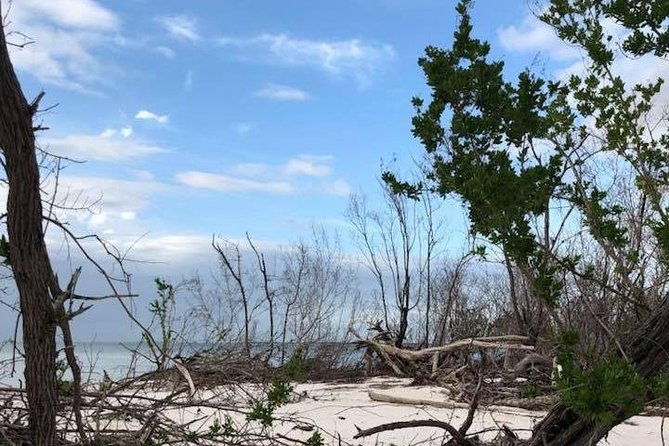 Marco Island 2 Hour Dolphin, Birding and Shelling Tour - Pricing and Availability