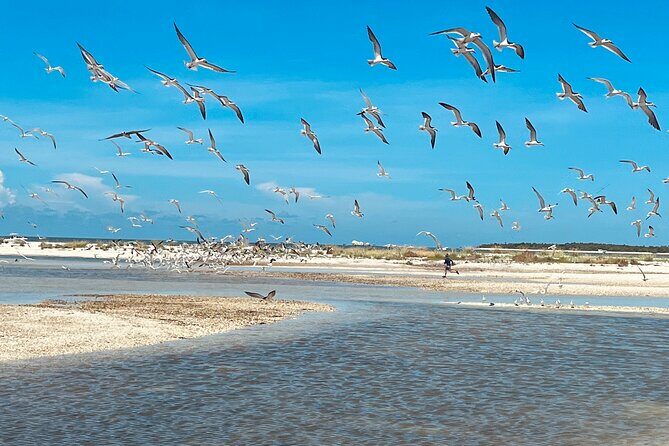 Marco Island and 10,000 Islands Sightseeing with Dolphin Tour - Who Would Enjoy This Tour Most?