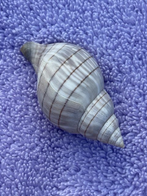 Marco Island: Dolphin, Shelling, Beach & Ten Thousand Island - Discover the Best of Marco Island: Dolphin, Shelling, Beach & Ten Thousand Islands