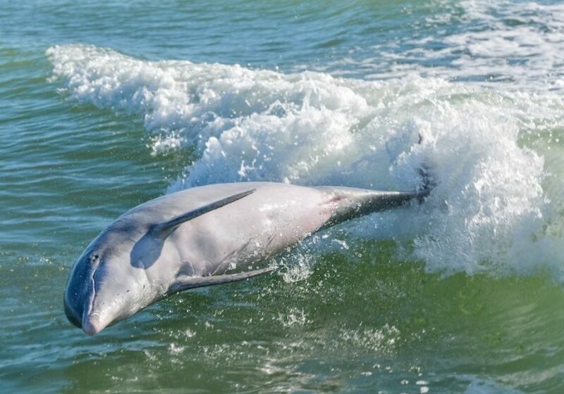 Marco Island: Dolphin, Shelling, Beach & Ten Thousand Island - Final Thoughts: Is It Worth It?