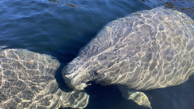 Marco Island: Guided Manatee-Watching Kayaking or SUP Tour - Tour Details
