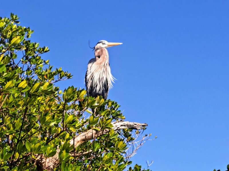 Marco Island: Kayak Mangrove Ecotour in Rookery Bay Reserve - Meeting Point and What to Bring
