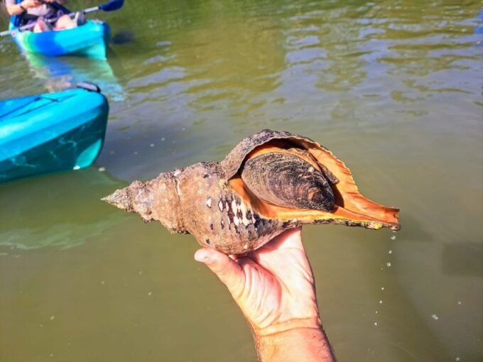 Marco Island: Kayak Mangrove Ecotour in Rookery Bay Reserve - About Rookery Bay Reserve