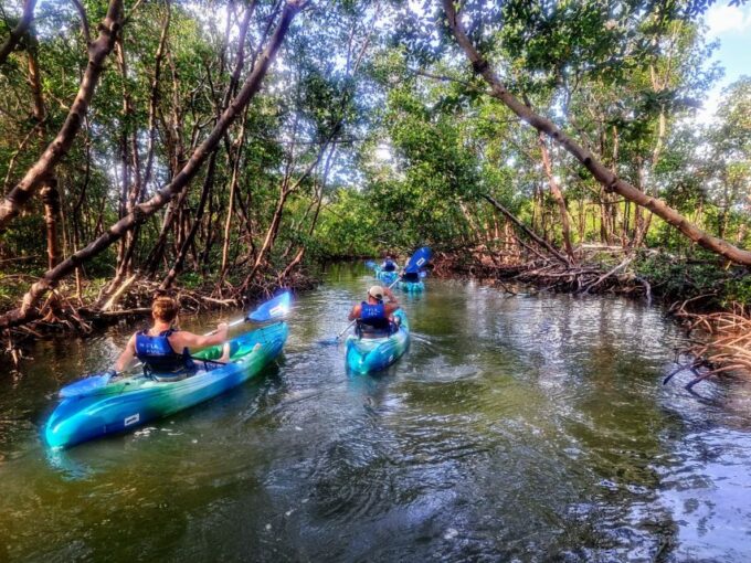 Marco Island: Kayak Mangrove Ecotour in Rookery Bay Reserve - Safety and Preparation