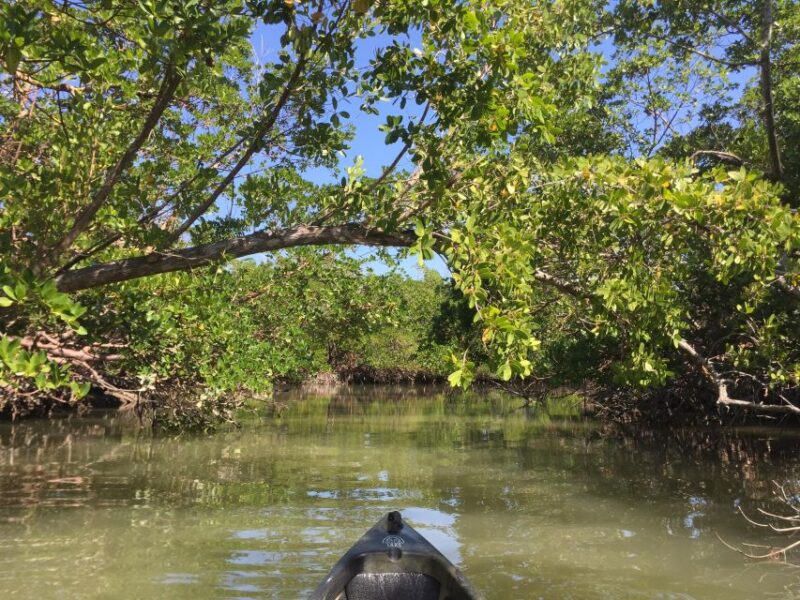 Marco Island: Mangrove Maze Kayak Tour (2hrs) - Experience Highlights