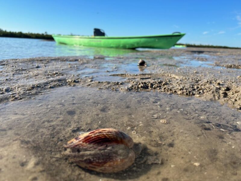 Marco Island: Mangrove Maze Kayak Tour (2hrs) - Wildlife Sightings