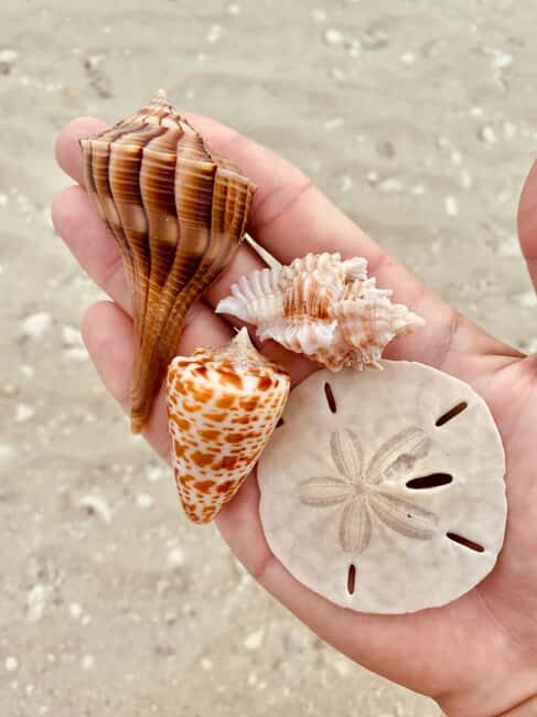 Marco Island: Private Shelling & Dolphin Excursion - Key Points