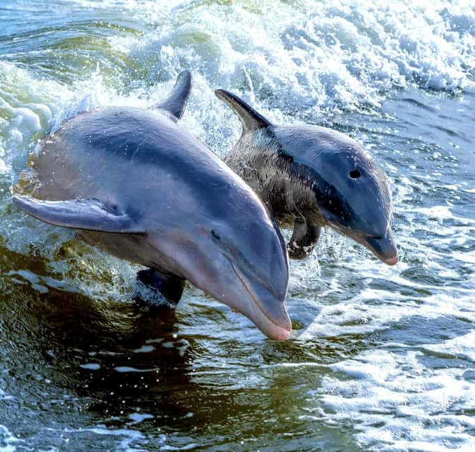 Marco Island: Private Shelling & Dolphin Excursion - Who Should Consider This Tour?