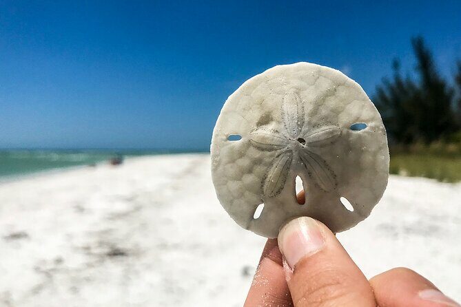 Marco Island Private Tubing, Dolphin Watching and Shelling Tour - Who Should Consider This Tour?