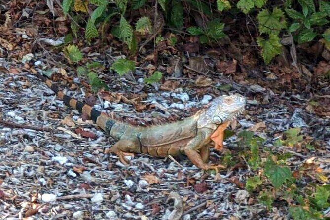 Marco Island Safari Truck Tour - Detailed Tour Itinerary: What to Expect