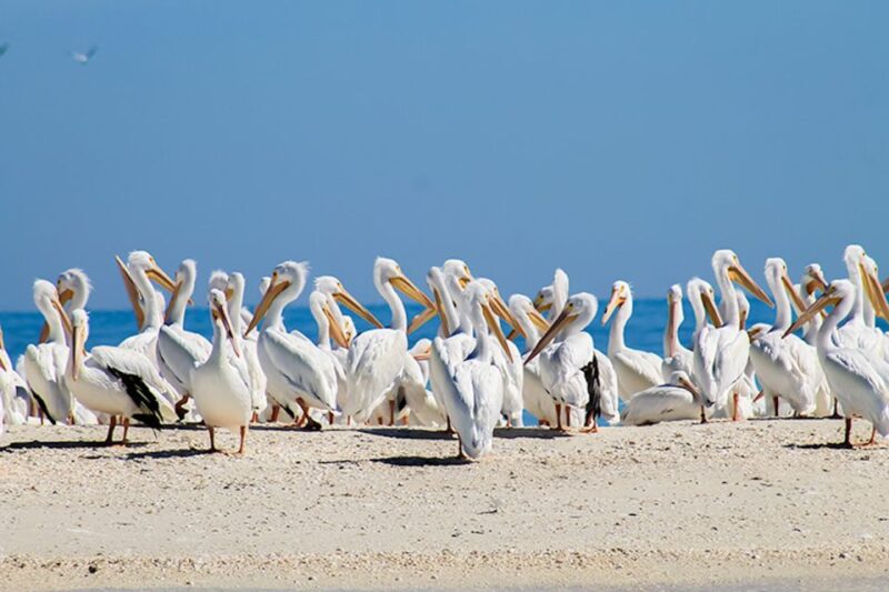 Marco Island: Shelling and Sightseeing Boat Cruise - Accessibility and Suitability